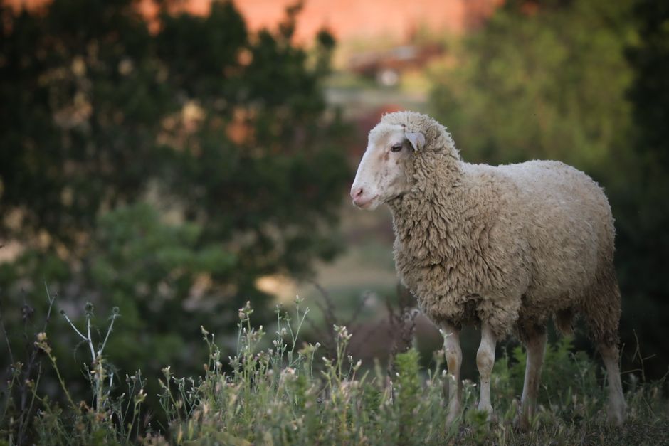 A peaceful sheep stands in a verdant field at twilight, embodying rural tranquility.