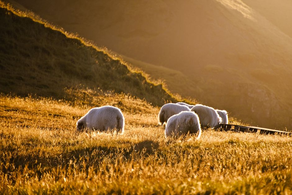Sheep grazing on a sunlit hillside during golden hour, creating serene pastoral scenery.