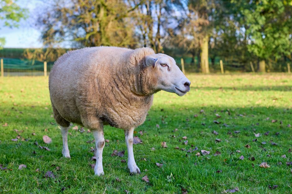 Calm sheep standing in a lush green pasture on a sunny autumn day.